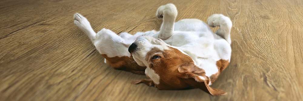 Is Luxury Vinyl Flooring Pet-Friendly?cid=4