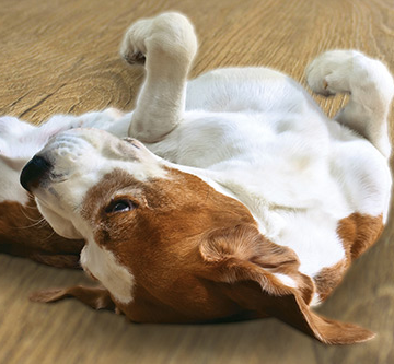 Is Luxury Vinyl Flooring Pet-Friendly?